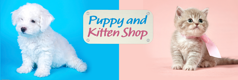 Kitten shop store